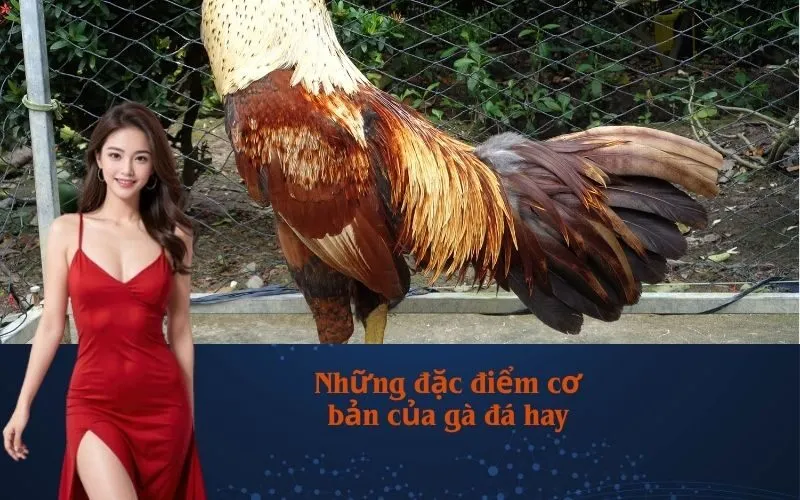 Những đặc điểm cơ bản của gà đá hay