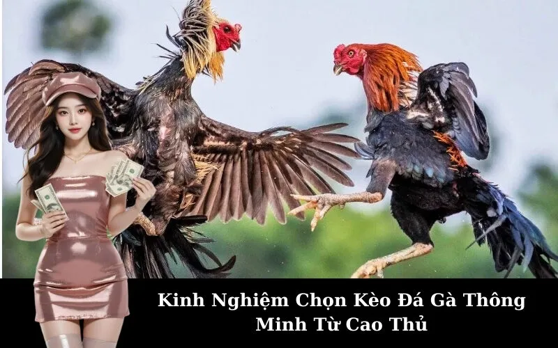 Kinh Nghiệm Chọn Kèo Đá Gà Thông Minh Từ Cao Thủ
