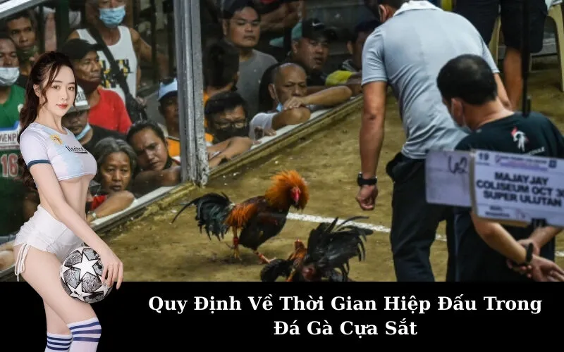 Quy Định Về Thời Gian Hiệp Đấu Trong Đá Gà Cựa Sắt